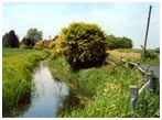 The Marsh