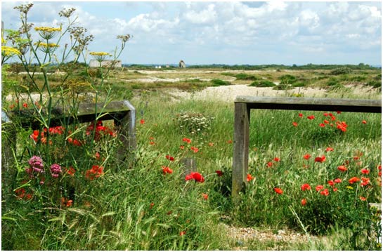 Denge Marsh in July
